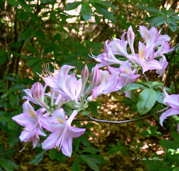 Bois des Moutiers (82) Juin 2012